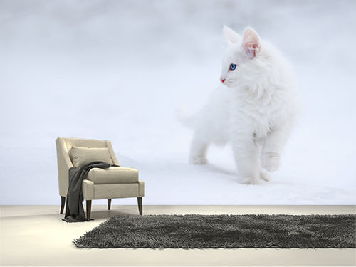 Kedi duvar kağıdı