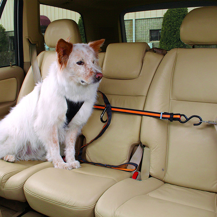 Araba için köpek güvenliği