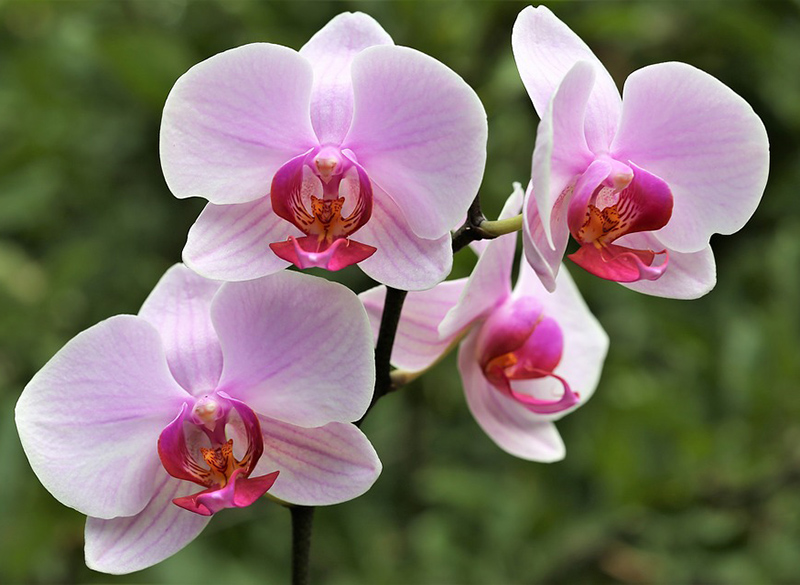Orkide (Orchidaceae)