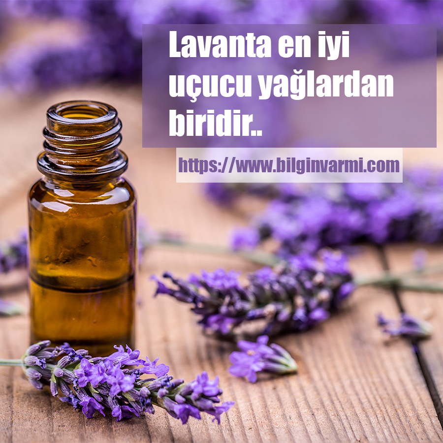 Lavanta en iyi uçucu yağlardan biridir